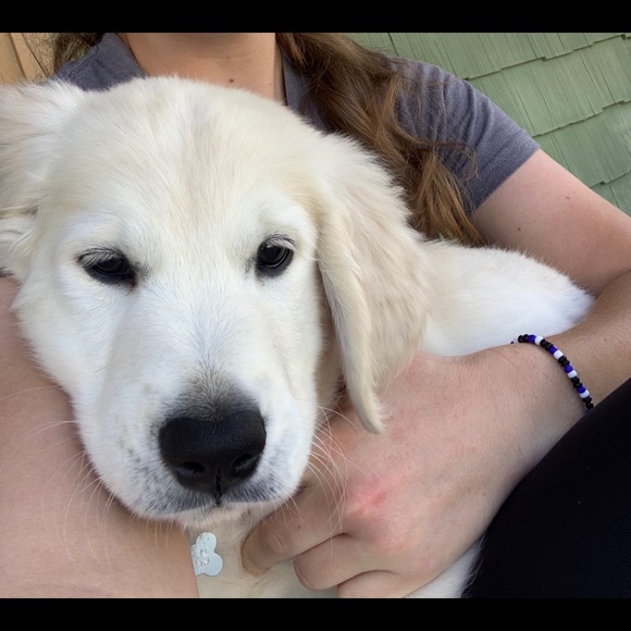 Meet your Posher, Sierra - Picture 1 of 1